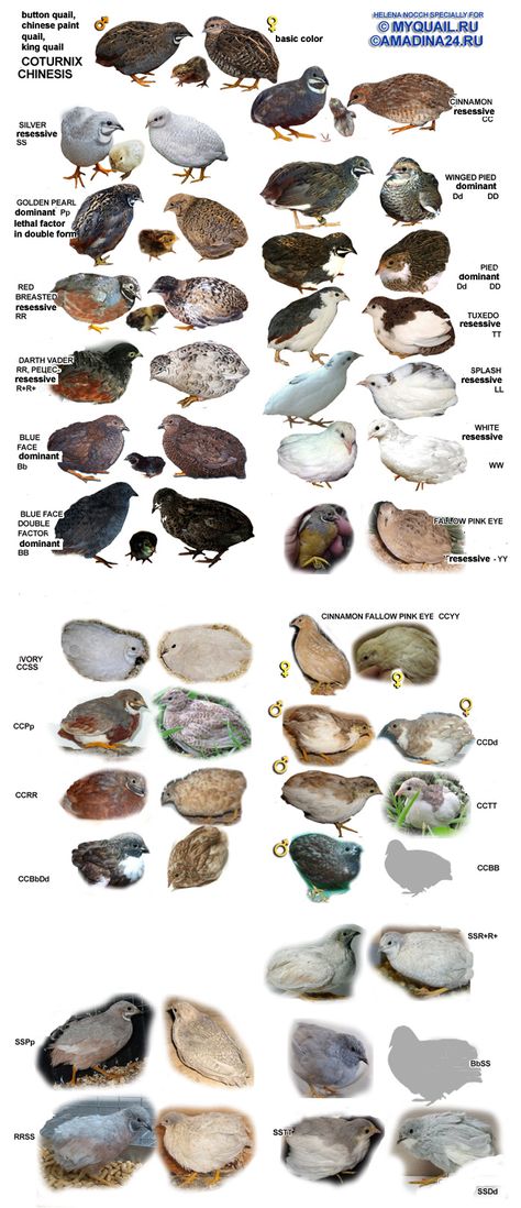 Button quail male and female color mutations. Quail Pen, Quail House, Button Quail, Quail Coop, Raising Quail, Quails, Mini Farm, Quail Eggs, Chicken Breeds