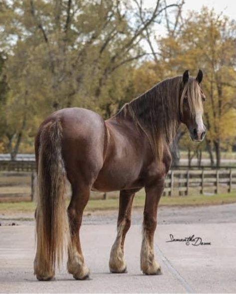 D. Ironman of RF 2009 chestnut Friesian stallion 15.2hands KFPS, FPZV and FHH papers. Ironman is both undersaddle and in harness has a great temperament that he passes along to his offspring. There are only 12 chestnut Friesians left world wide and declining , Ironman is for your consideration for 2021 Chestnut Friesian Horse, Chestnut Friesian, Flaxen Chestnut Horse, Centaur Poses, Friesian Stallion, Horse Coat Colors, Horse Reference, Beautiful Horses Photography, Gorgeous Horses