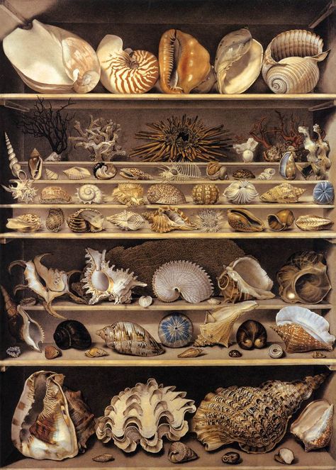 Isidore Leroy de Barde, A Selection of Shells Arranged on a Shelf, aquarelli e china, 1803. Seashell Wall Decor, Creature Marine, Shell Display, Cabinet Of Curiosity, Art Coquillage, Seashell Wall Art, Shell Collection, Sea Shell Decor, She Sells Seashells