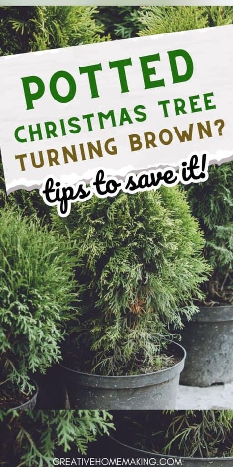 Are you noticing that your potted Christmas tree is turning brown or losing needles? This can be a common issue for those who choose indoor potted Christmas trees. These tips will help prevent and even help revive Christmas trees that are turning brown. Diy Spruce Tip Pots, Potted Christmas Tree Indoor, Christmas Tree Care, Potted Christmas Tree, Brown Tips, Tiny Christmas Trees, White Pine Tree, Potted Christmas Trees, Christmas Pots