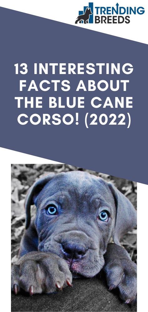 Cane Corso Facts, Blue Cane Corso Puppy, Can Corso Dogs, Came Corso Dog, Cane Corso Dog Blue, Top Female Dog Names, Cane Corso Grey, Gray Cane Corso, Cane Corso Colors