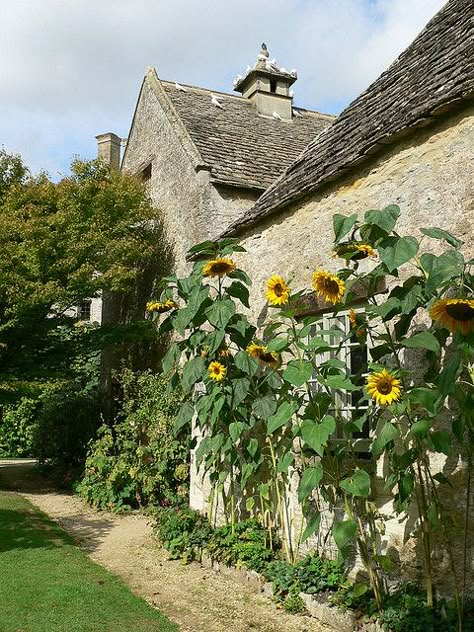 Sunflower House, Morris Homes, Manor Garden, Sunflowers And Daisies, Balcony Plants, Red House, French Countryside, Arts And Crafts Movement, Remodeling Projects