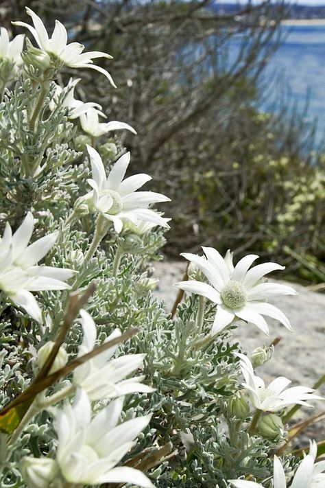 Modern Australian Garden, Australian Garden Design, Bush Garden, Rainforest Plants, Australian Native Garden, Sustainable Gardening, Australian Garden, Sustainable Garden, Native Garden