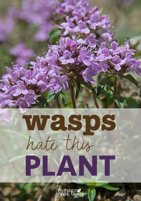 Wasp Repellent, Insect Repellent Plants, Plants That Repel Bugs, Repellent Plants, Garden Remedies, Mosquito Repelling Plants, Natural Pest Control, Plants Outdoor, Living Modern