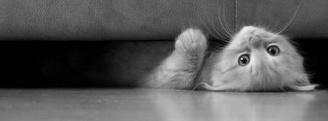 100 Cute Cat & Kitten Cover Photo for Facebook Timeline Cover Photo For Facebook, Free Facebook Cover Photos, Twitter Cover Photo, Best Facebook Cover Photos, Photos For Facebook, Cover Pics For Facebook, Fb Cover Photos, Cover Wallpaper, Facebook Timeline Covers