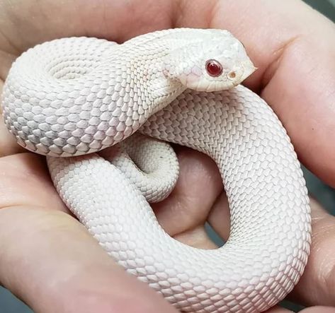 Beautiful Anaconda Snow Hognose Snake. It has stunning red eyes and a nice, matte white color on it's scales. Hognose Snakes are great for pets! Snake Morphs, Western Hognose Snake, Snake Photos, Hognose Snake, Baby Snakes, Cool Snakes, Pretty Snakes, Corn Snake, Snake Lovers