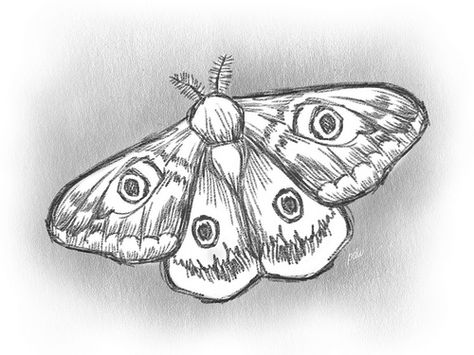 Moth With Eye Wings Cool Moth Drawing, Animal With Wings Drawing, Moth Study Drawing, Eye Creative Drawing, Moth Art Reference, Moths Drawing Simple, Butterfly And Moth Drawing, Moth Drawings Simple, Realistic Moth Drawing