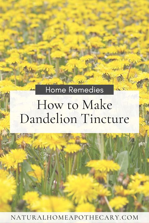 Learn how to make an all natural DIY Dandelion tincture from a freely accessible plant for your home apothecary. Dandelion Tincture How To Make, Dandelion Tincture Benefits, Medicinal Syrups, Dandelion Tincture, Fermented Garlic Honey, Dandelion Aesthetic, Diy Dandelion, Cough Syrup Recipe, Fermented Garlic