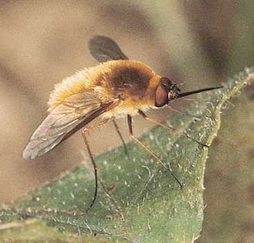 Bee fly (Sparmopolius fulvus) Fluffy Bee, Bee Species, Bee Fly, Dense Hair, Happy Juice, Fly Insect, Solitary Bees, Cool Bugs, Insect Art