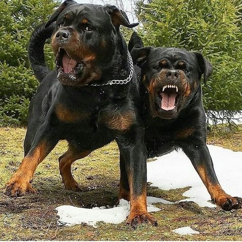 Caption this ⤵️ 📸 -@knutne . #rottweiler #rottweilers #rottweilerpuppy #rottweilerworld #rottweilerbreed #rottweilerlover #rottweilersofig #rottweilertales . Rottweiler Pictures, Rottweiler Dog Breed, Rottweiler Breed, Bully Breeds Dogs, Rottweiler Love, Big Dog Breeds, Rottweiler Lovers, Scary Dogs, Dangerous Dogs