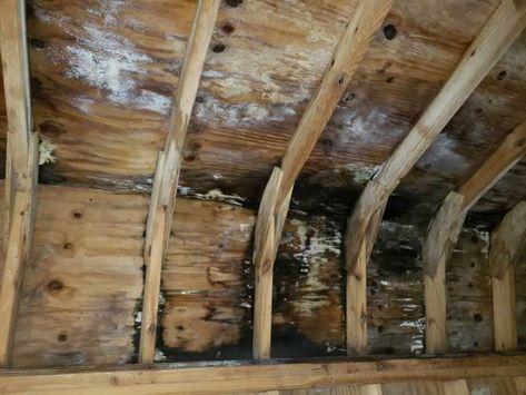 rot and mold on the attic Water Restoration, All About Water, Rat King, About Water, Home Repairs, Water Damage, Home Maintenance, The Basics, Anatomy