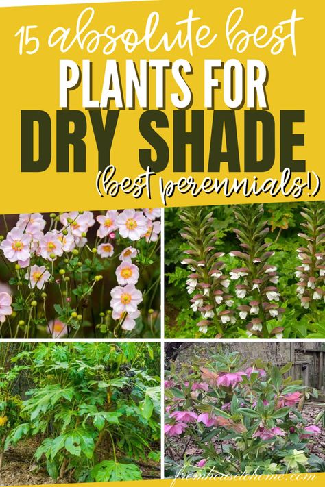 For drought-tolerant plants and flowers that will grow in dry shade, try these tough shrubs and perennials in your garden design. Shrubs For Dry Shade, Colocasia Plant, Elephant Ear Plant Care, Plants For Dry Shade, Shade Loving Plants, Dry Stream, Full Shade Plants, Drought Tolerant Shrubs, Dry Shade Plants