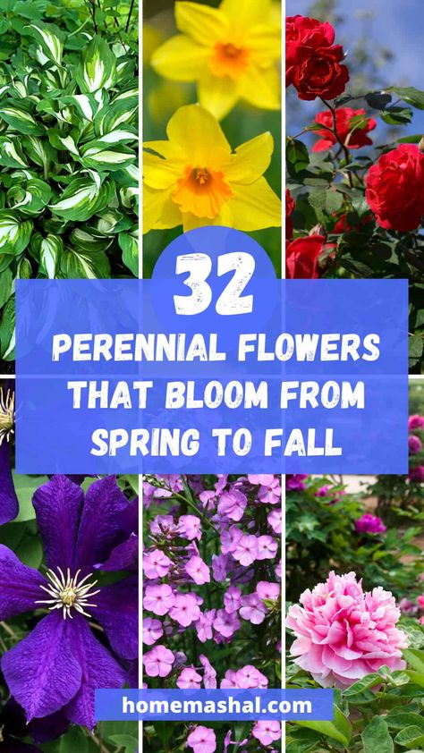 32 Perennial Flowers That Bloom From Spring To Fall Perennials That Bloom Spring To Fall, Best Perennials For Shade, Spring Perennials, Perennial Garden Plans, Fall Landscaping, Perennial Gardens, Garden Flowers Perennials, Long Blooming Perennials, Perennial Flowers