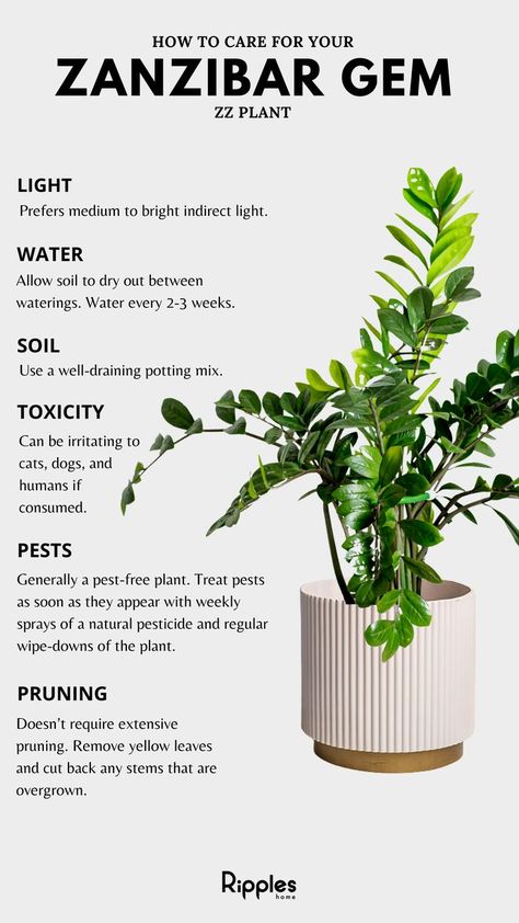 Zz Plant Care, Zz Plants, Plants Tips, Plant Care Guide, Tanaman Indoor, Household Plants, Plant Care Houseplant, Zz Plant, Gardening Plants