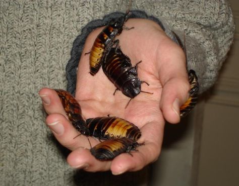 madagascar hissing cockroaches Madagascar Hissing Cockroach, Roach Infestation, Kill Roaches, Coral Snake, Cool Bugs, Facts For Kids, Tax Refund, Creature Feature, Love Bugs