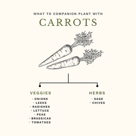 🌿 Companion Planting 101! One of the most common questions I get asked is what is companion planting, and what should I plant beside each other? Companion planting is really quite simple. It’s exactly what it’s name says – planting various types plants that are beneficial to one another together! One of the most commonly known companion planting combinations is tomatoes & basil, but there’s so much more that can be planted with tomatoes including chives, carrots and even marigolds! 🍅 In thi... Companion Planting Chart, Planting Combinations, Herb Life, Small Vegetable Gardens, Garden Vegetables, Plant Hacks, Vegetable Gardens, Common Questions, Companion Planting