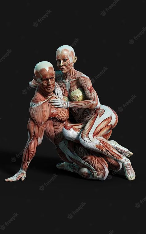 Human Anatomy Art Models, Human Muscle Anatomy, Body Human, Man Anatomy, Human Figure Sketches, Anatomy Sculpture, Human Body Anatomy, Human Anatomy Drawing, Muscle Anatomy