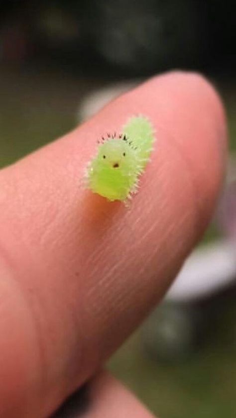 19 Super Teeny Weeny Itty Bitty Animals That Will Make You Squeal Cool Insects, 귀여운 음식 그림, Animale Rare, Beautiful Bugs, Pretty Animals, Baby Animals Funny, Silly Animals, Bugs And Insects, Cute Animal Photos