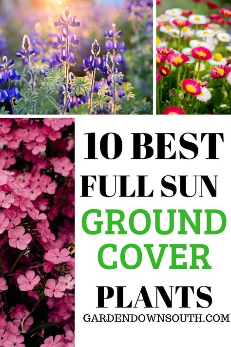 Plants For Full Sun And Heat, Full Sun Ground Cover, Living Mulch, Full Sun Landscaping, Perennials Low Maintenance, Perennial Garden Design, Perennial Garden Plans, Perennial Ground Cover, Drought Tolerant Perennials