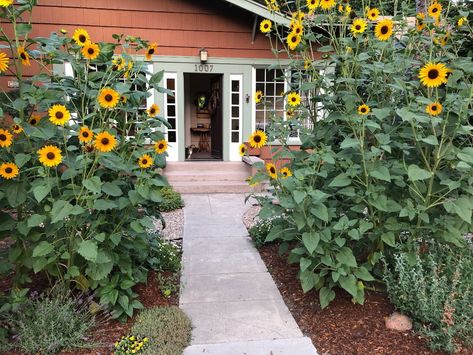 More Sunflowers, More Wildlife - FineGardening Privacy Plants, Ground Covers, Sunflower Garden, Farmhouse Garden, Fine Gardening, Garden Photography, Garden Photos, Ground Cover, Dream Garden