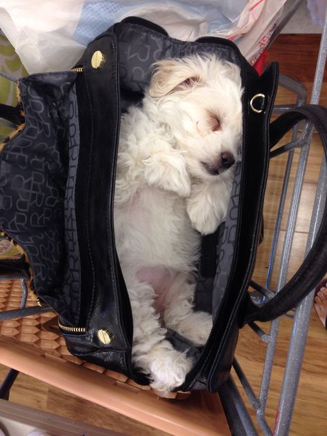 sleepy purse puppy Miniature Schnoodle, Baby Maltese, Puppy Maltese, Cele Mai Drăguțe Animale, Maltese Puppy, Maltese Dogs, Dog Rules, Bad Dog, Bichon Frise