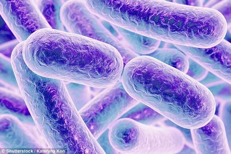 #DailyMailUK ..... "A team of researchers has discovered a bacteria 'superbug' at the bottom of a 1,000 feet (300m) deep cave that is resistant to 70 per cent of modern antibiotics. Pictured is an illustration of E.coli, a common bacteria which can also become resistant to antibiotics.".....  http://www.dailymail.co.uk/sciencetech/article-4024388/Super-tough-bacteria-hidden-cave-FOUR-MILLION-years-resistant-resort-antibiotics.html C Diff, Gut Microbiota, Natural Antibiotics, Bacterial Infection, Types Of Cancers, Microbiology, The Resistance, Probiotics, Human Body