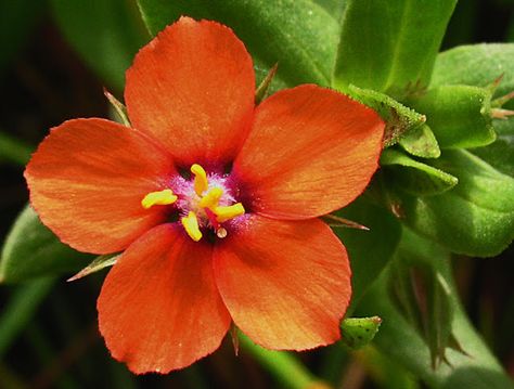 Scarlet pimpernel   As the alternative names of shepherd’s sundial and shepherd’s weather-glass suggest, scarlet pimpernel is well-known for its ability to indicate both the weather and the time of day. The small, bright scarlet flowers open at around 8 am each day, and close at 3 pm. They also close during humid or damp weather Scarlet Pimpernel Flower, Pimpernel Flower, Scarlet Pimpernel, Flower Pot Design, Alternative Names, Ground Cover Plants, Wildflower Garden, Plant Painting, Organic Gardening Tips