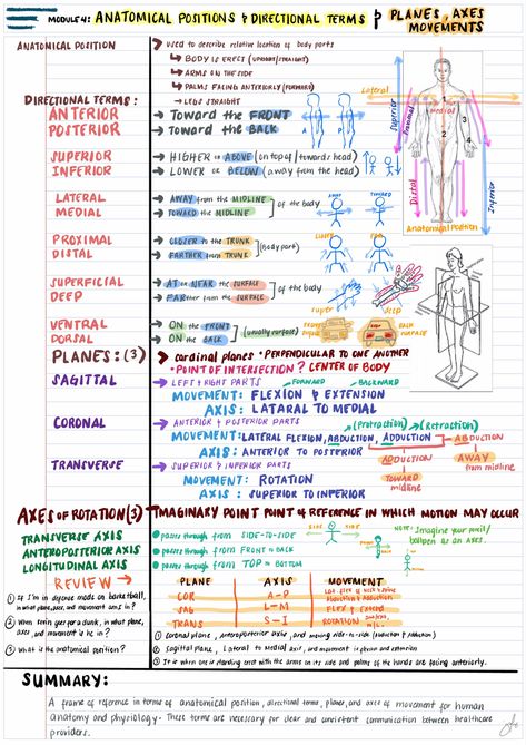 Anatomy and Physiology Notes College Anatomy And Physiology, Medical Science Notes, The Human Body An Orientation Notes, Cornell Notes Anatomy And Physiology, Anatomical Terminology Notes, Anatomy Terminology Notes, Mediastinum Anatomy Notes, Human Anatomy And Physiology Chapter 1 Notes, Radiology Study Notes