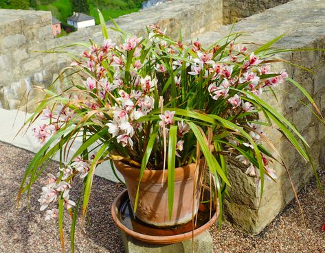 Boat Orchid, Orchid Cymbidium, Cymbidium Orchids Care, Diy Orchids, Orchids Care, Orchid Plant Care, Orchid House, Outdoors Indoors, Types Of Orchids