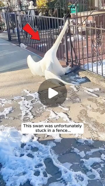 Animal Lovers on Instagram: "This kind man rescued a swan stuck in a fence   We created this story with the intention of sharing heart warming messages about the bond between humans and animals.  Our goal is to provide viewers an uplifting and memorable viewing experience.  We sincerely thank and credit  🎥 @toto.gabor  If the owner of the content wants it to be remove, please message us directly. Thank you❤️  #animallove #animalrescue #animalsofinstagram #animallovers #animalover #animals #animalworld #animalplanet #rescue #rescueanimals #rescuesofinstagram #swan #swansofinstagram" Pretty And Cute Wallpapers, Tiny Cute Animals, Animals Being Silly, Animal Videos Cutest, Unusual Animal Friends, Rescuing Animals, Unlikely Animal Friends, Bird Videos, Bizarre Animals