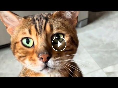 Cat Talk, Baby Kittens, Little Kittens, Cat Adoption, Funny Pranks, Cat Gif, Videos Funny, Cat Toys, Animal Kingdom