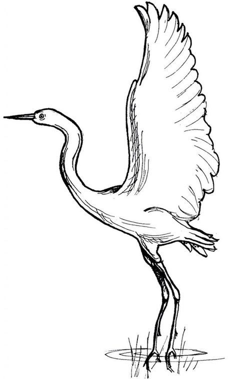 Crane Coloring Pages - Best Coloring Pages For Kids Crane Drawing, Bird Coloring, Heron Art, Bird Coloring Pages, Crane Bird, Coloring Pages Printable, Animal Sketches, Bird Drawings, Animal Coloring Pages