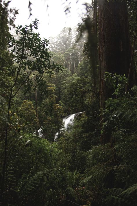 Green trees photo – Free Nature Image on Unsplash Forest Wallpaper Iphone, Perfume Illustration, Jungle Waterfall, Green Nature Wallpaper, Nature Images Hd, Hands Drawing, Rain Wallpapers, Jungle Wallpaper, Plant Wallpaper