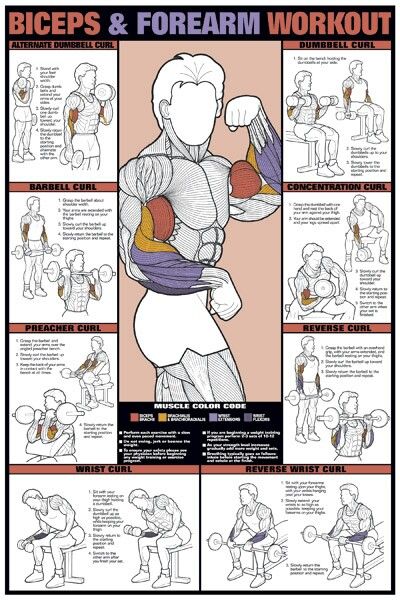 .Fitness para hombres - #exercise for #men Forearm Workout, Muscle Abdominal, Barbell Workout, Workout Posters, Trening Abs, Workout Chart, Triceps Workout, Biceps Workout, Exercise Workout