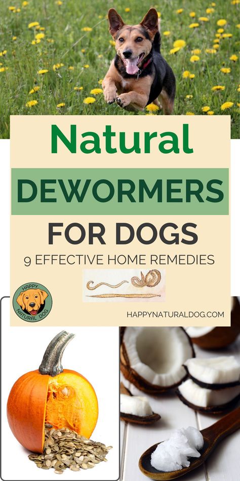 Tapeworms In Dogs, Natural Dewormer For Dogs, Deworming Dogs, Meds For Dogs, Worms In Dogs, Dog Remedies, Dog Health Tips, Losing 40 Pounds, Natural Cough Remedies