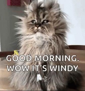 Good Morning Funny Animals GIF - GoodMorning FunnyAnimals InsomniaCat - Discover & Share GIFs Good Morning Gif Funny, Monday Gif, Good Night Meme, Good Morning Cat, Morning Cat, Morning Memes, Cute Good Morning Quotes, Cat Quotes Funny, Good Morning Friends Quotes