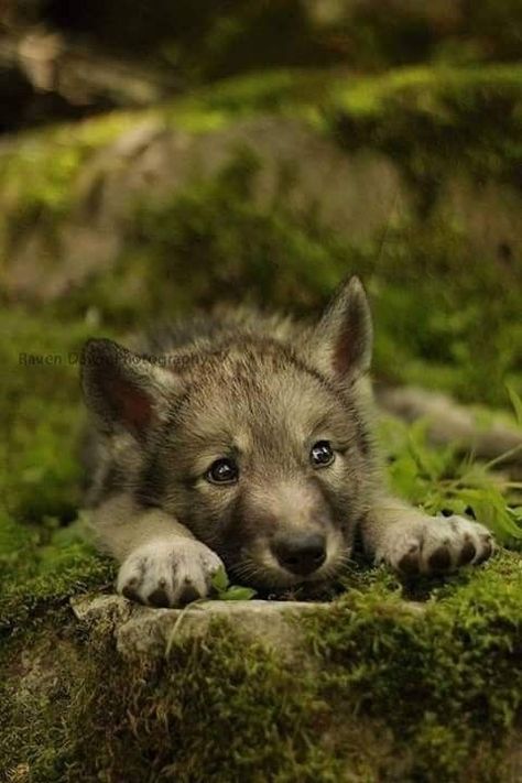 Aesthetic Puppy Wallpaper, Wolves Cute, Wallpaper Wolf, Wolf Puppies, Aesthetic Wolf, Wolf Puppy, Baby Wolves, Wolf Clothing, Baby Wolf