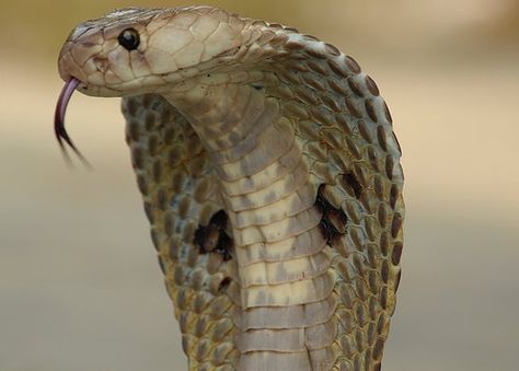 Indian cobra! Beautiful cobra! #lovesnakes Indian Cobra, Snake Facts, Deadly Animals, Poisonous Snakes, Cobra Snake, Snake Venom, King Cobra, रोचक तथ्य, Animal Facts