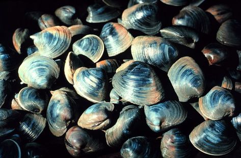 How the Quahog Became a Rhode Island Icon England Recipes, Island Recipes, Oyster Bed, Rhode Island History, Best Oysters, Fish Activities, Cape Hatteras, Ocean Conservation, Deep Blue Sea