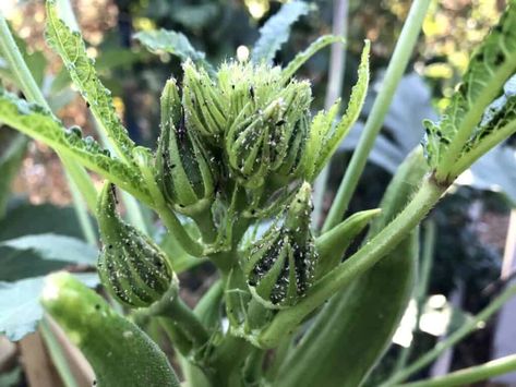 Are Aphids Black? How to Identify and Stop Black Aphids – Backyard Garden Geek Aphids On Plants, Daisy Leaves, Okra Plant, Get Rid Of Aphids, Natural Insecticide, Foliar Spray, Essential Oil Spray, Out Of Nowhere, Neem Oil