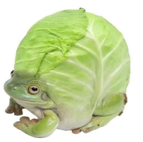 9:27 on Instagram: “so close to 13k :D tysm!! creds: unknown - - - - - - - ✨ ✨ ✨ ✨ ✨💫✨Tags✨💫✨ #frogcore #frog #frogs #phrog #phrogs #cutefrogs #cuteanimals…” Lettuce, Green, Pins, On Instagram, Instagram