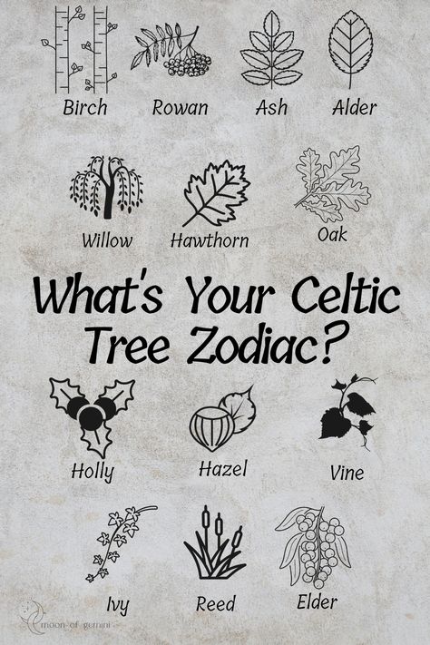 Celtic Zodiac Signs Symbols, Celtic Good Luck Symbols, Celtic Sayings Tattoo Gaelic Words, Tree Tattoo Women, Zodiac Trees, Celtic Moon Tattoo, Crone Tattoo, Hermit Tattoo, Celtic Tree Zodiac