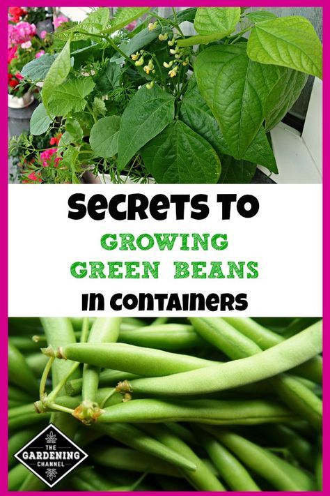 Tips on how to grow green beans in containers, including soil mix to use and green bean varieties that grow well in pots. Planting Green Beans, Green Beans Garden, Grow Green Beans, Growing In Containers, Bean Garden, Growing Green Beans, Gemüseanbau In Kübeln, Growing Vegetables In Pots, Bean Varieties