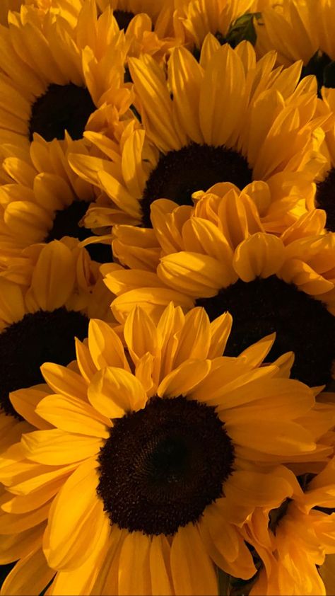 Sunflower Astethic, Sunflower Pictures Photography, Sunflower Phone Wallpaper, Sunflower Iphone Wallpaper, Ear Tattoo Ideas, Ear Tattoos, Sunflower Pictures, Vintage Flowers Wallpaper, Flowers Photography Wallpaper