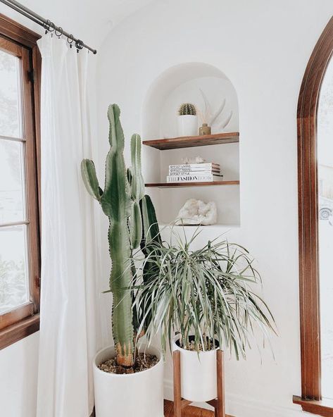 African Milk Tree, Spanish Bungalow, نباتات منزلية, Indoor Cactus, Growing Plants Indoors, Plant Decor, Cactus Plants, Indoor Plants, Boho Decor