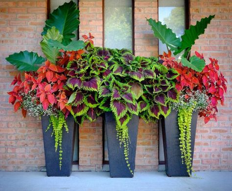 Planters With Coleus, Centsational Style, Garden Flowers Ideas, Front Porch Flower Pots, Front Porch Flowers, Funny Vine, Tanaman Pot, Porch Flowers, Container Garden Design