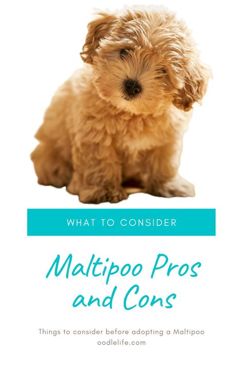 Multi Poo Dogs, Mini Maltipoo Puppy, Cute Maltipoo Puppies, Teacup Maltipoo Full Grown, Toy Maltipoo Full Grown, Miniature Maltipoo, Maltipoo Colors, Maltipoo Puppy Haircuts, Teacup Maltipoo Puppy