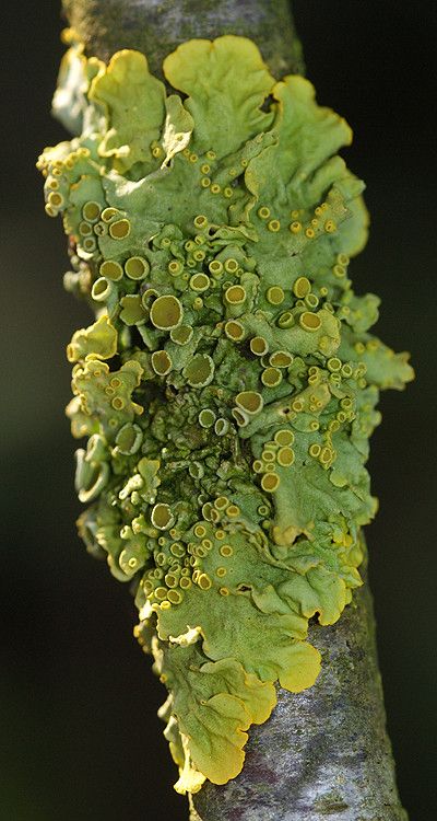 Groot Dooiermos - Xanthoria parietina | Henk Wallays | Flickr Lichen Moss, Mushroom Pictures, Plant Fungus, Mushroom Fungi, Natural Forms, Patterns In Nature, Plant Life, Botany, A Tree