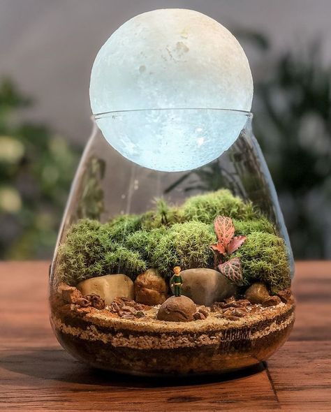 Harry Potter Terrarium, Tiny Ecosystem, Plant In Glass Jar, Ecosystem In A Jar, Micro Plants, Plants In Glass Jars, Self Sustaining Terrarium, Simple Camping, Plant In Glass