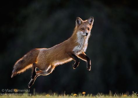 Fox Reference, Jumping Fox, Fox Running, Running Photos, Fox Pictures, Wildlife Artwork, Nature Watercolor, Fennec Fox, Animal Study